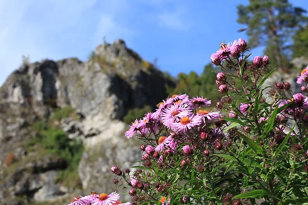 Blühende Wildblumen im Kleinziegenfelder Tal
