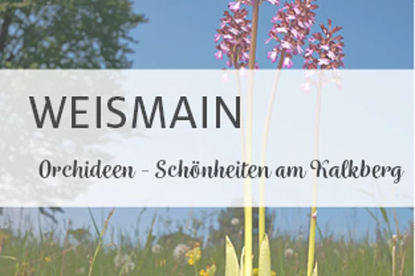 Orchideen - Schönheiten am Kalkberg