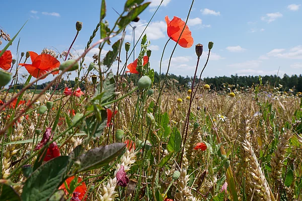 Blühwiesen der Feldlerche bei Seubersdorf