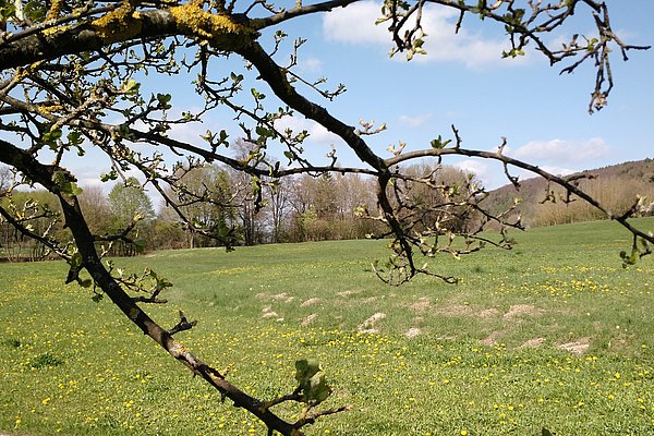 Frühling in Schammendorf